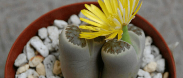 黄色い花のリトープス